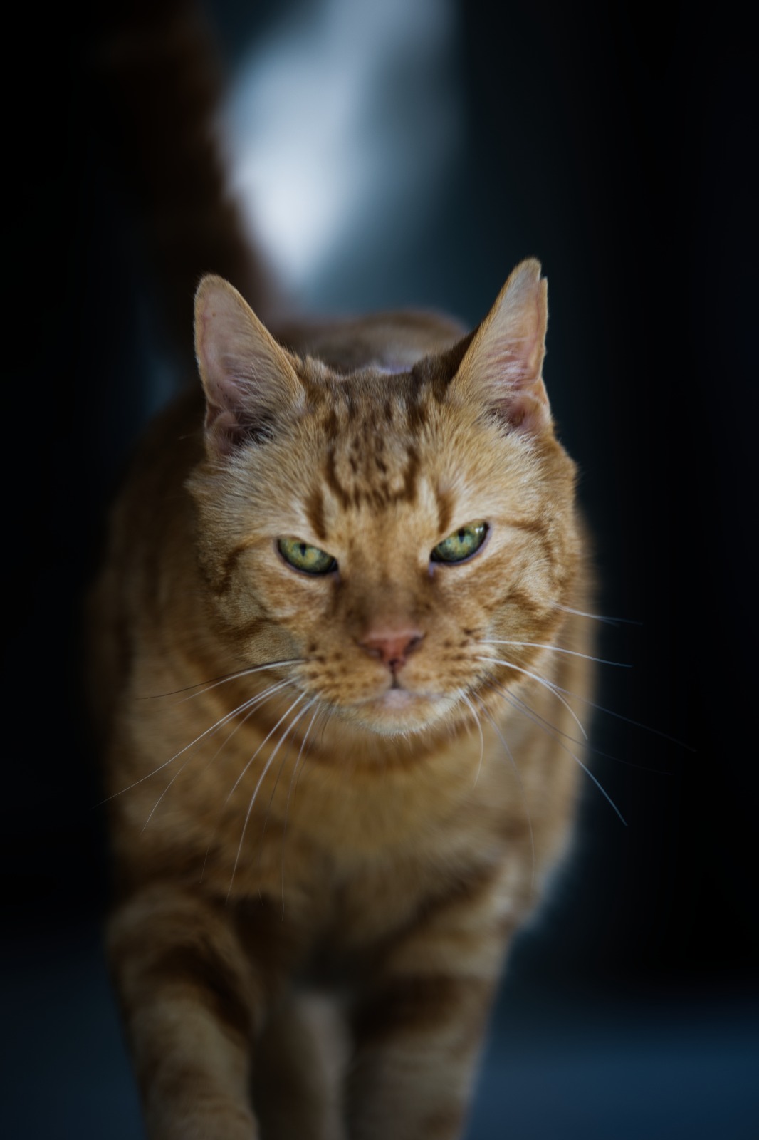 Portrait d’un chat roux